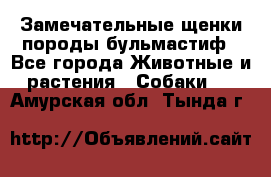 Замечательные щенки породы бульмастиф - Все города Животные и растения » Собаки   . Амурская обл.,Тында г.